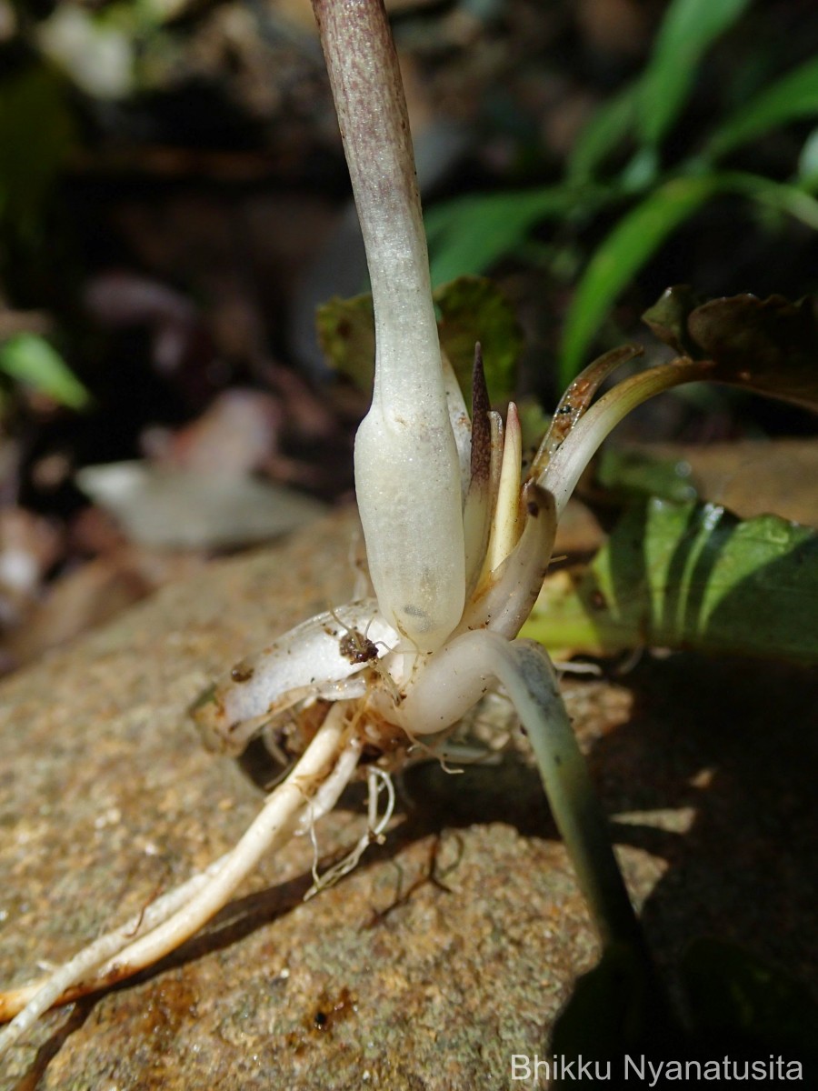 Cryptocoryne wendtii de Wit